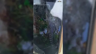 जहानाबाद: अफजलपुर में गड्ढे में मगरमच्छ दिखने का एआई वीडियो वायरल होते ही उमड़े हजारों लोग; पटना-गया से पहुंची वन विभाग की टीम ने किया भंडाफोड़