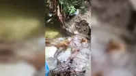 वैशाली: हाजीपुर के अकिलाबाद में टूटा रिंग बांध, गदाई सराय और इस्माइलपुर के 600 घरों में घुसा बाढ़ का पानी; छतों पर शरण लेने को मजबूर लोग