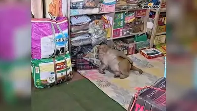 गोला में बंदर का आतंक, बाजार में कई लोगों पर किया हमला; मची अफरा-तफरी