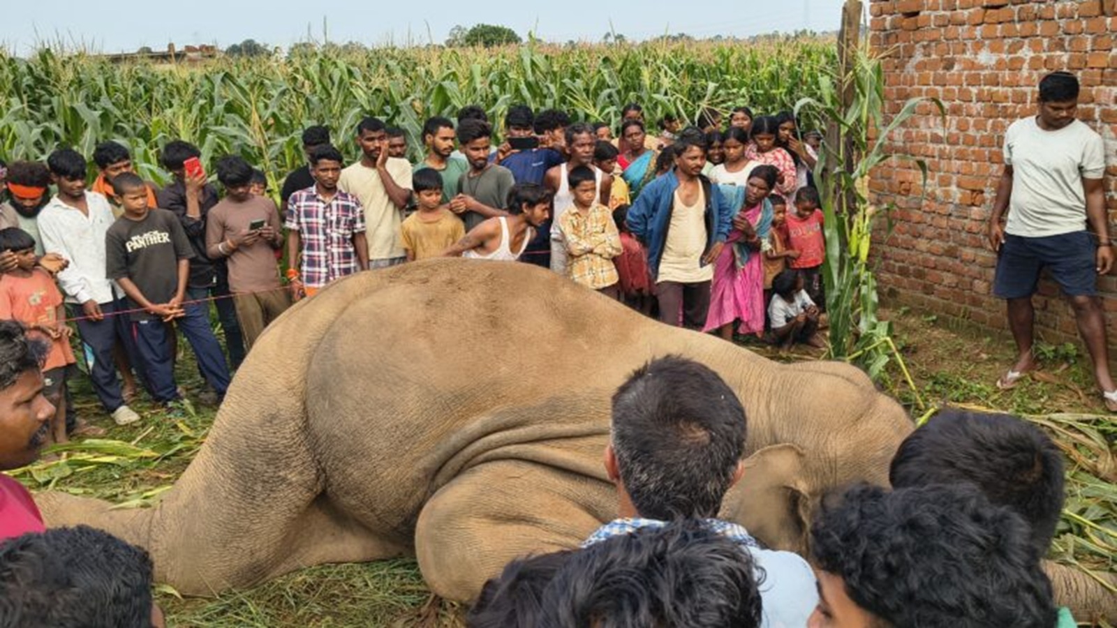 मृत जंगली हाथी / प्रभात खबर 