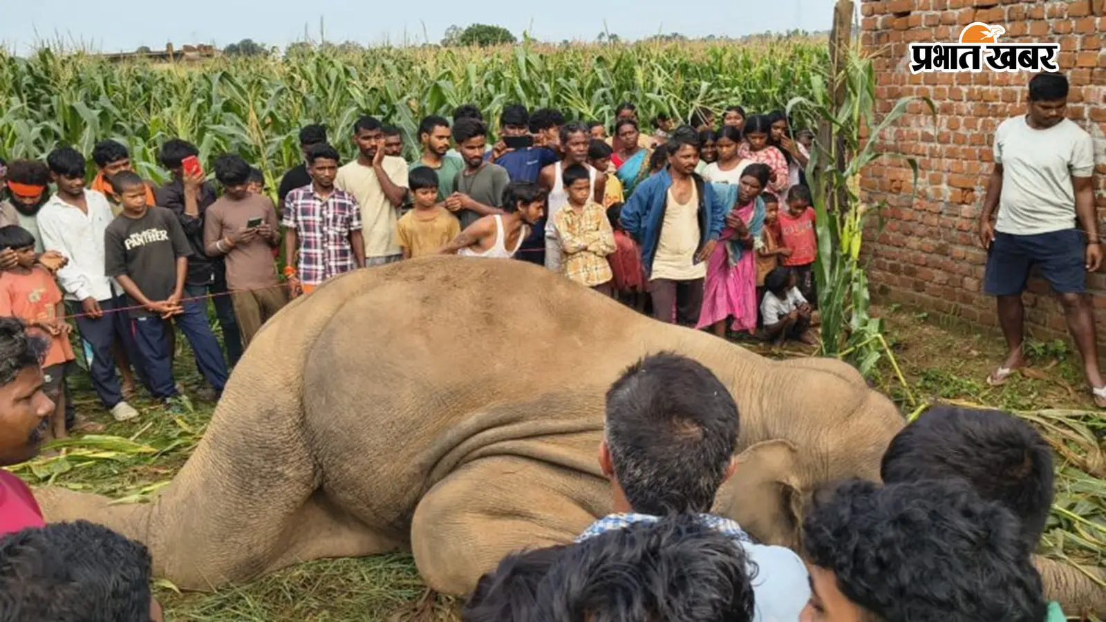 लातेहार: फसल और घर बचाने को लगायी करंट वाली बाड़, चपेट में आकर जंगली हाथी की मौत