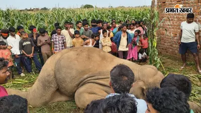 लातेहार: फसल और घर बचाने को लगायी करंट वाली बाड़, चपेट में आकर जंगली हाथी की मौत