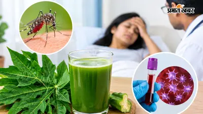 Platelets कम होते ही पिलाते हैं पपीते के पत्तों का जूस, लेकिन क्या वाकई है इसका फायदा? डॉक्टर ने बताया सच