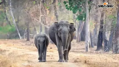 बांधवगढ़ से भटककर प्रयागराज पहुंचा 'कालर नंबर वन' हाथी, ग्रामीण इलाकों में दहशत