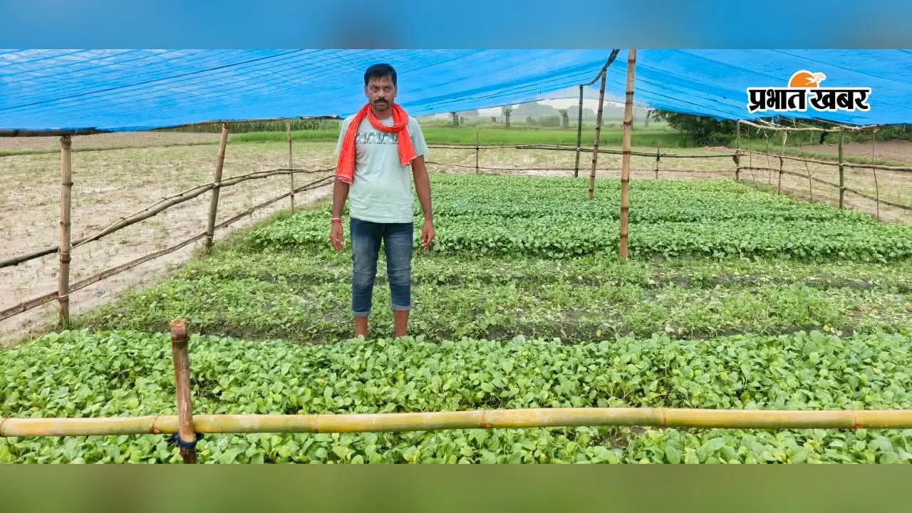 दो बीघा में तैयार थी गोभी की नर्सरी, रात में किसी ने छिड़क दिया खरपतवारनाशक : फसल बर्बाद, किसान ने दिया थाने में आवेदन