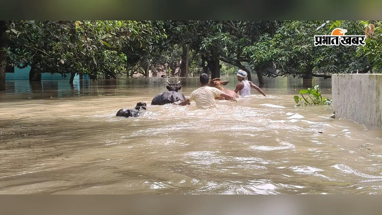 गोगरी बाढ़ में पशुधन पर मंडराया बड़ा खतरा, हरा चारा डूबा; मवेशियों के लिए दाने का संकट