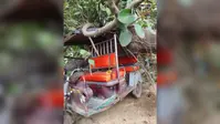 बाढ़ के पानी से कमजोर हुई बरगद की जड़, ई-रिक्शा पर गिरा 70 साल पुराना पेड़ : अब चालक के सामने रोजी-रोटी का संकट