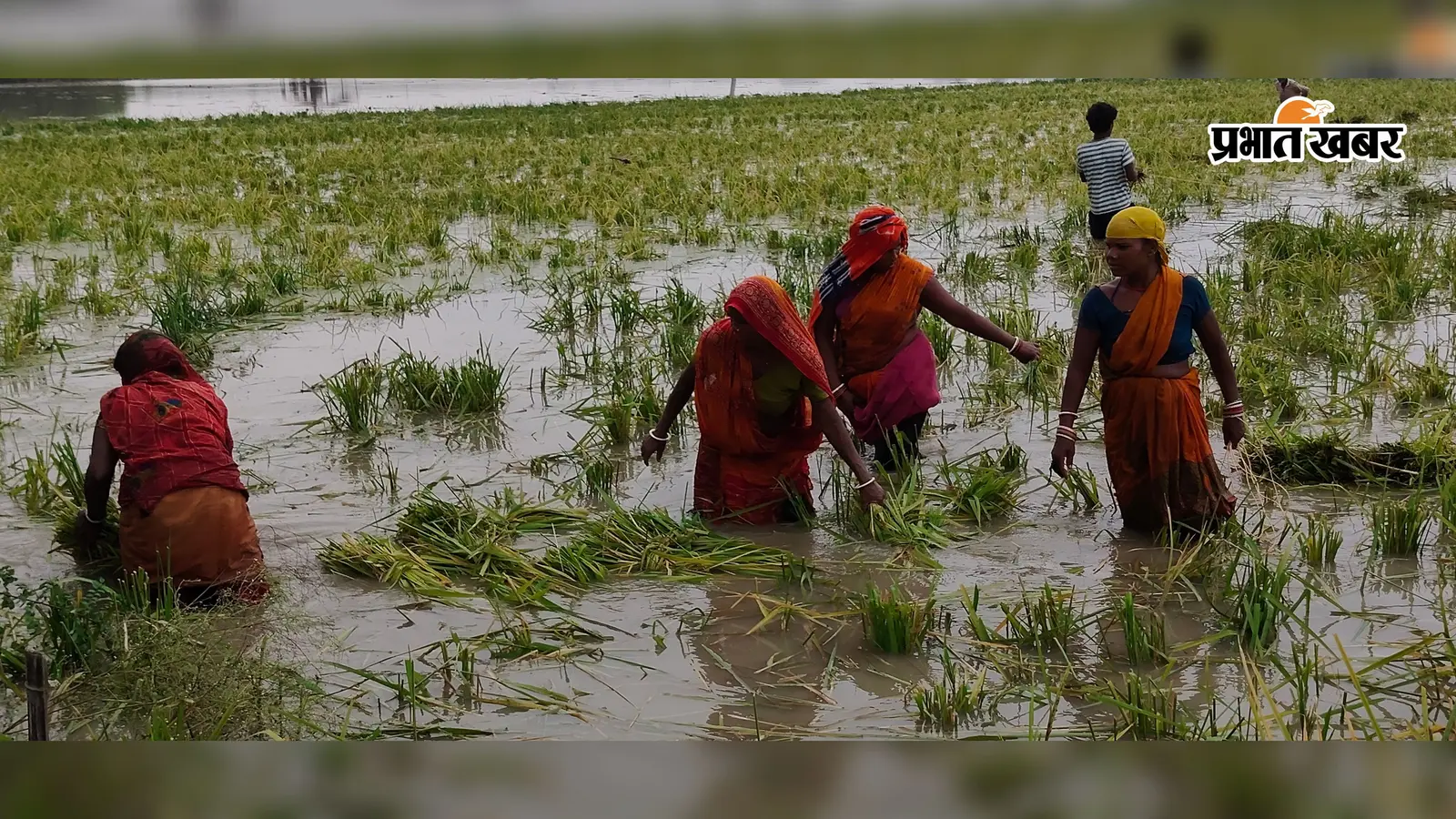 कटिहार के बरारी में बाढ़ की भीषण मार: सैकड़ों एकड़ धान की फसल डूबी, बर्बादी से बचने के लिए आधी पकी बाली काटने को मजबूर किसान