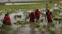 कटिहार के बरारी में बाढ़ की भीषण मार: सैकड़ों एकड़ धान की फसल डूबी, बर्बादी से बचने के लिए आधी पकी बाली काटने को मजबूर किसान