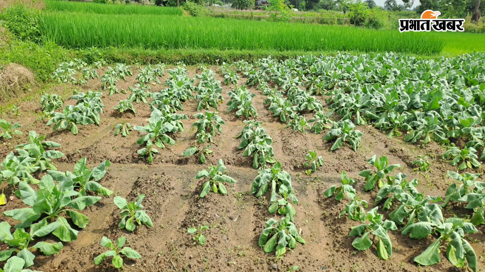 बारिश ने तोड़ी फूलगोभी किसानों की कमर, खेत से नर्सरी तक तबाही