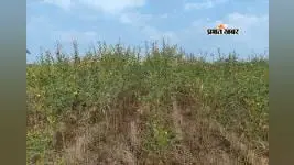 खेती-किसानी: दलहन ने पकड़ी रफ्तार, तेलहन-मोटे अनाज अब भी लक्ष्य से दूर