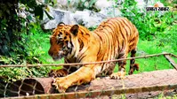 बाघ से गुलजार होगा बक्सा, बिहार के वाल्मीकि रिजर्व से 2 अक्टूबर को लायी जा सकती है बाघिन