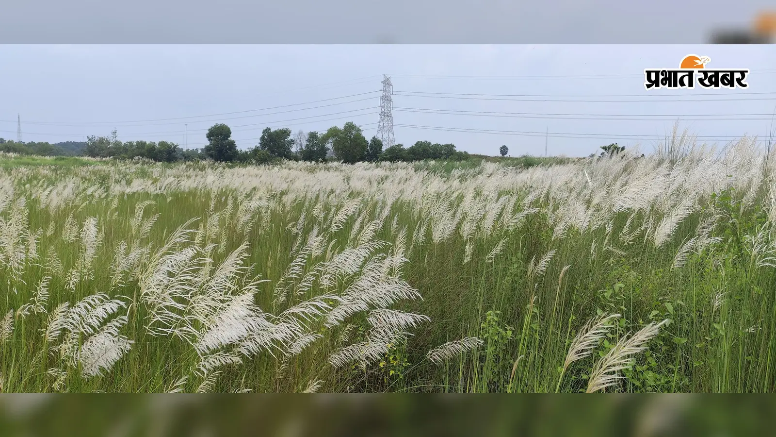 ये सफेद फूल खिले तो समझिए मां दुर्गा आने वाली हैं, जानें क्या है मान्यता