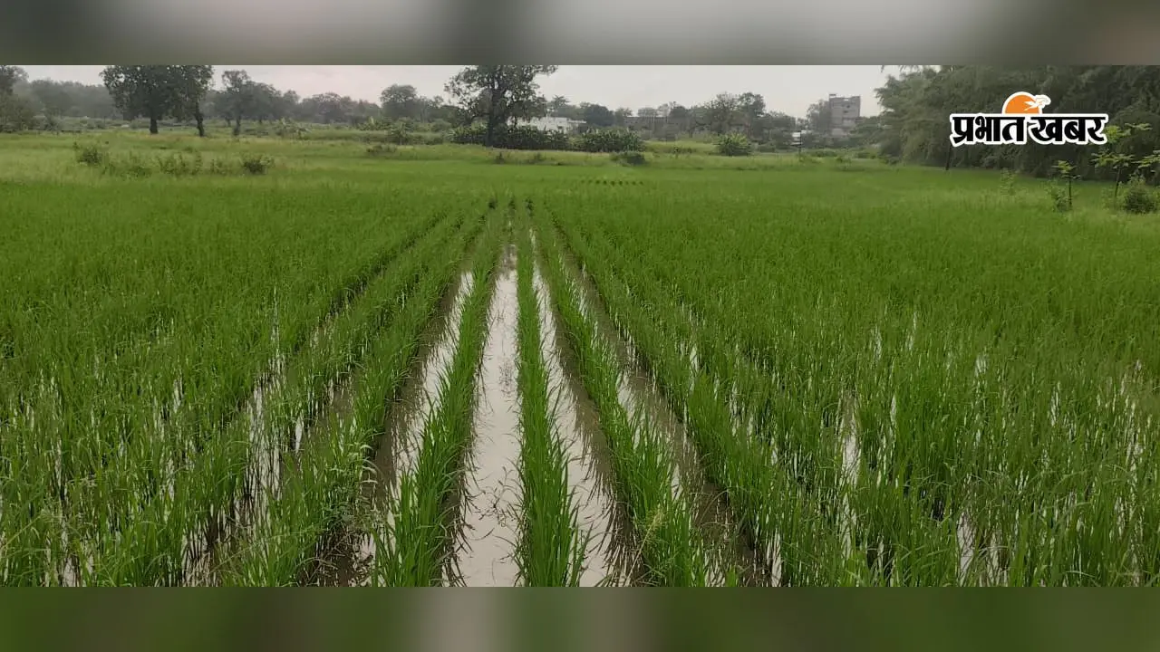 कैथा कृषक पाठशाला में 1.70 करोड़ के विकास कार्य, 150 किसान एफपीओ से जुड़े