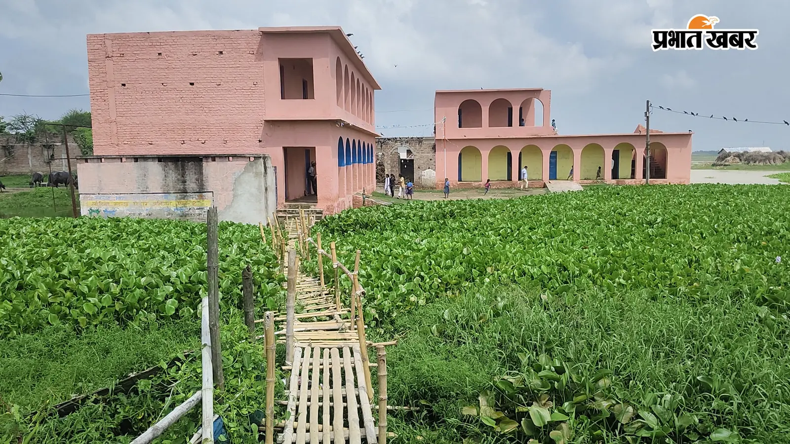 कोसी का पानी बढ़ा तो स्कूल जाने का रास्ता बना खतरनाक, बांस की चचरी पर जान जोखिम में डाल रहे बच्चे
