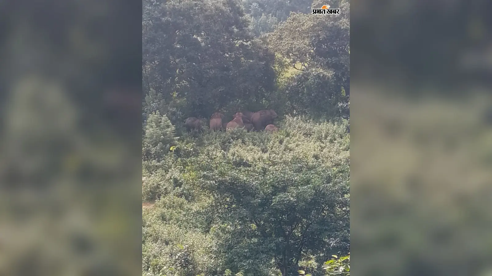 एक महीने से घूम रहा 9 हाथियों का झुंड अब तोरपा पहुंचा, बनाबीरा के पास डाला डेरा