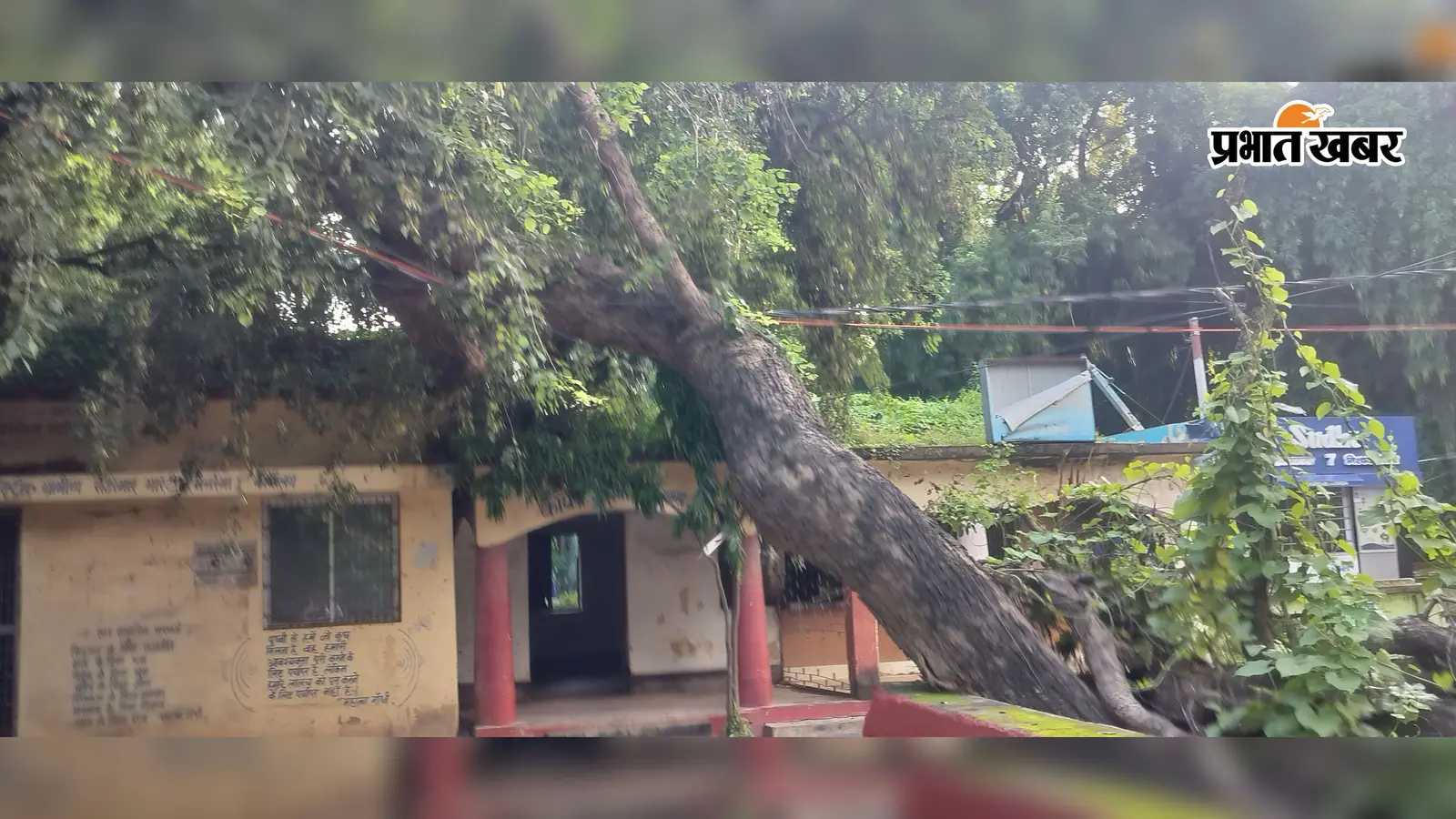 रामगढ़ में बिजली के तार पर सात दिनों से झूल रहा विशालकाय पेड़, हादसे की आशंका से लोगों में डर