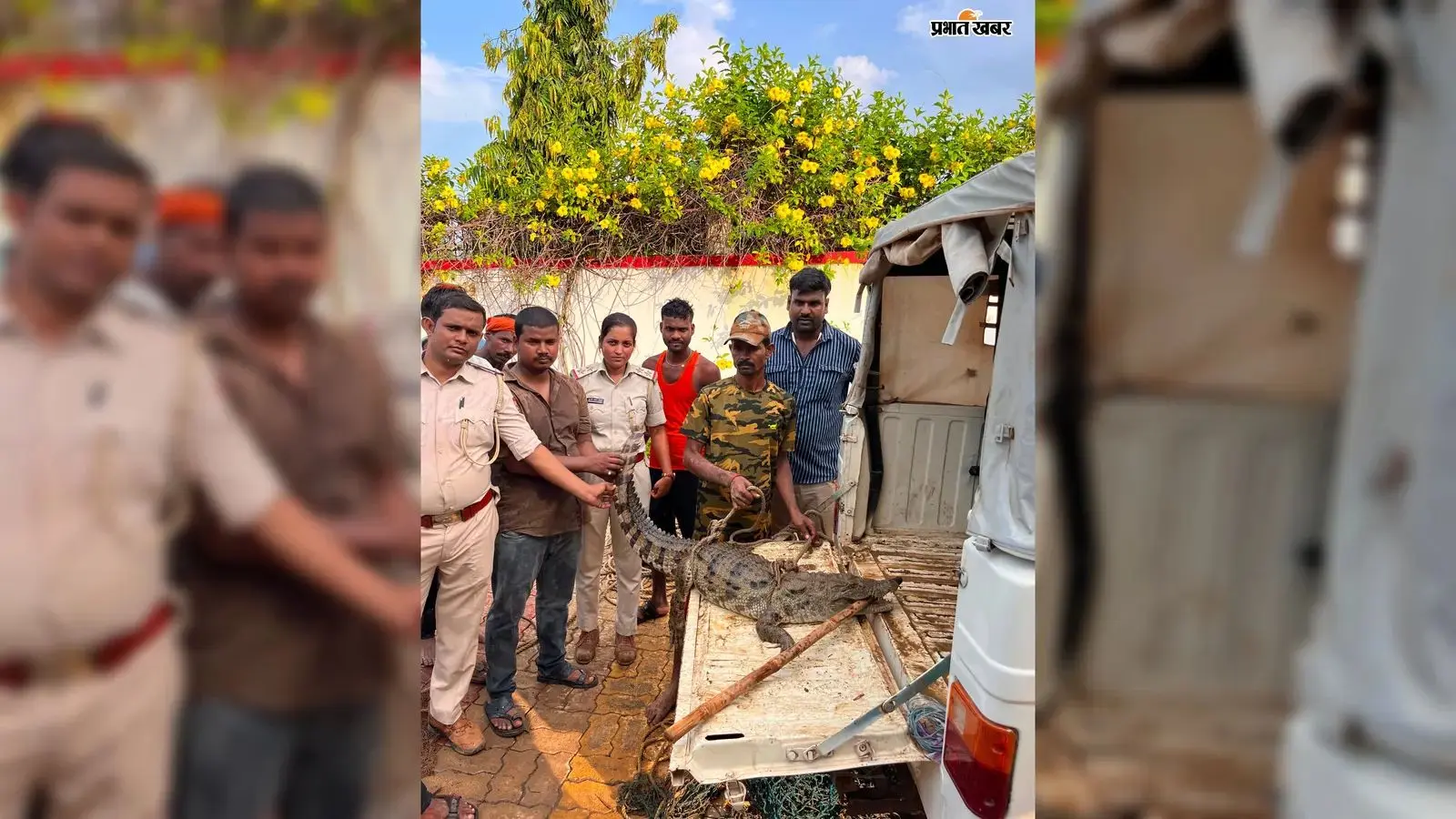 मुंडेश्वरी क्षेत्र के पोखर में मिला मगरमच्छ, वन विभाग ने रेस्क्यू कर करकटगढ़ में छोड़ा