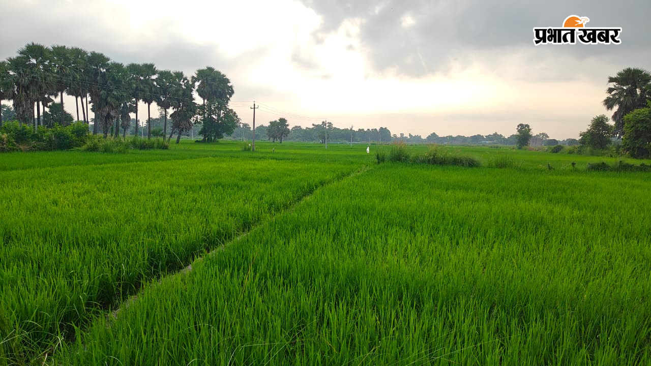 बारिश से खरीफ फसलों में लौटी हरियाली, किसानों के खिले चेहरे | Prabhat Khabar Network