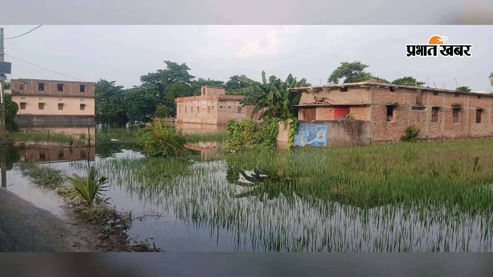 सारण: दरियापुर में बाढ़ का कहर, 30 गांवों में घुसा पानी; सैकड़ों एकड़ फसल बर्बाद, बांध बांधने की जद्दोजहद जारी