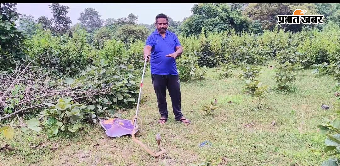 सांप को रेस्क्यू कर जंगल में छोड़ते खूंटपानी प्रखंड प्रमुख सिद्धार्थ होनहागा | Prabhat Khabar Network