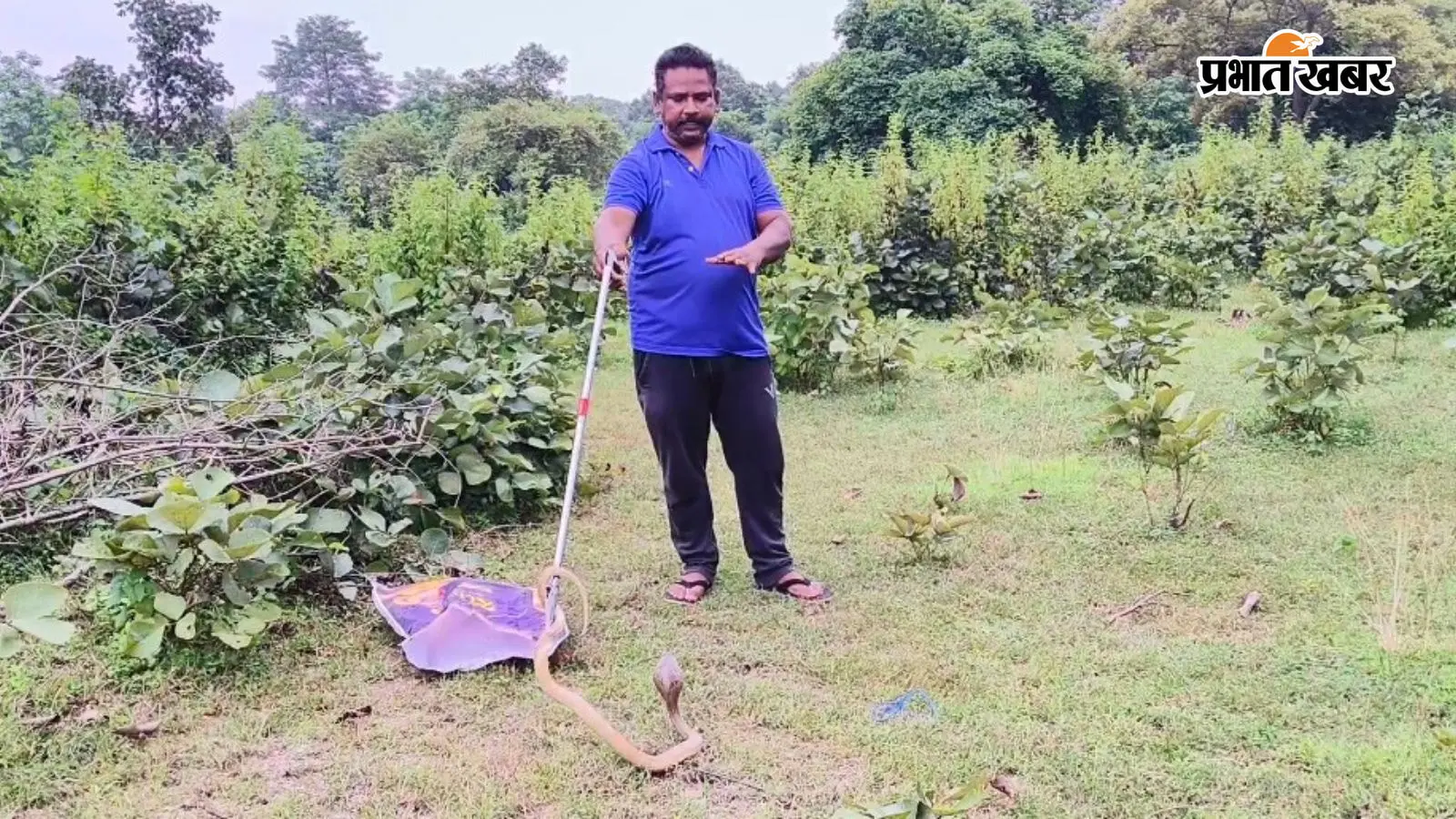 चाईबासा: घर के आंगन में फन फैलाए खड़ा था नाग, प्रखंड प्रमुख ने संभाला मोर्चा और जंगल में छोड़ा