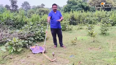 चाईबासा: घर के आंगन में फन फैलाए खड़ा था नाग, प्रखंड प्रमुख ने संभाला मोर्चा और जंगल में छोड़ा
