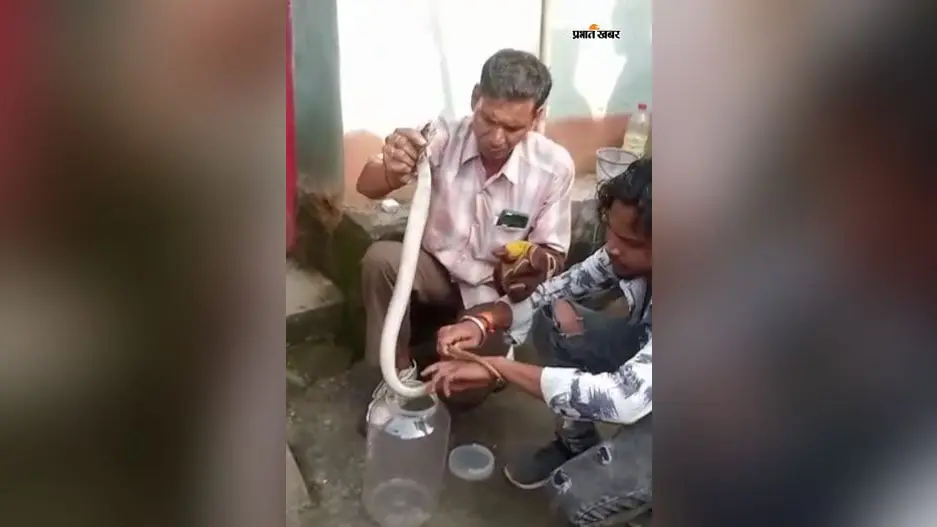 छह साल से विषधर सांपों को पकड़ कर जंगलों में छोड़ रहे हैं दो युवा, जानें इनकी कहानी