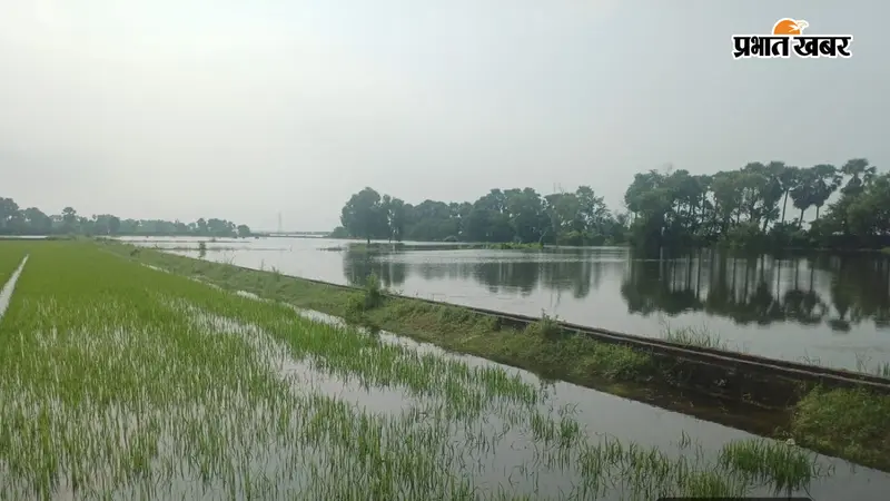 गंगा का पानी बीएयू के खेतों में घुसा, 67 एकड़ धान की फसल जलमग्न, 47.85 एकड़ में ब्रीडर बीज उत्पादन प्रभावित