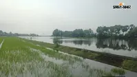 गंगा का पानी बीएयू के खेतों में घुसा, 67 एकड़ धान की फसल जलमग्न, 47.85 एकड़ में ब्रीडर बीज उत्पादन प्रभावित