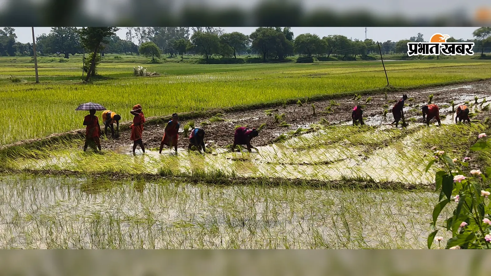 धान रोपनी का समय खत्म, मूसलाधार बारिश के बाद भी खेतों में उतर रहे पलामू के किसान