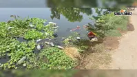 बाढ़ के दबाव से घुरना-बल्थी महेशपुर तटबंध में रिसाव, ग्रामीणों में बढ़ी चिंता