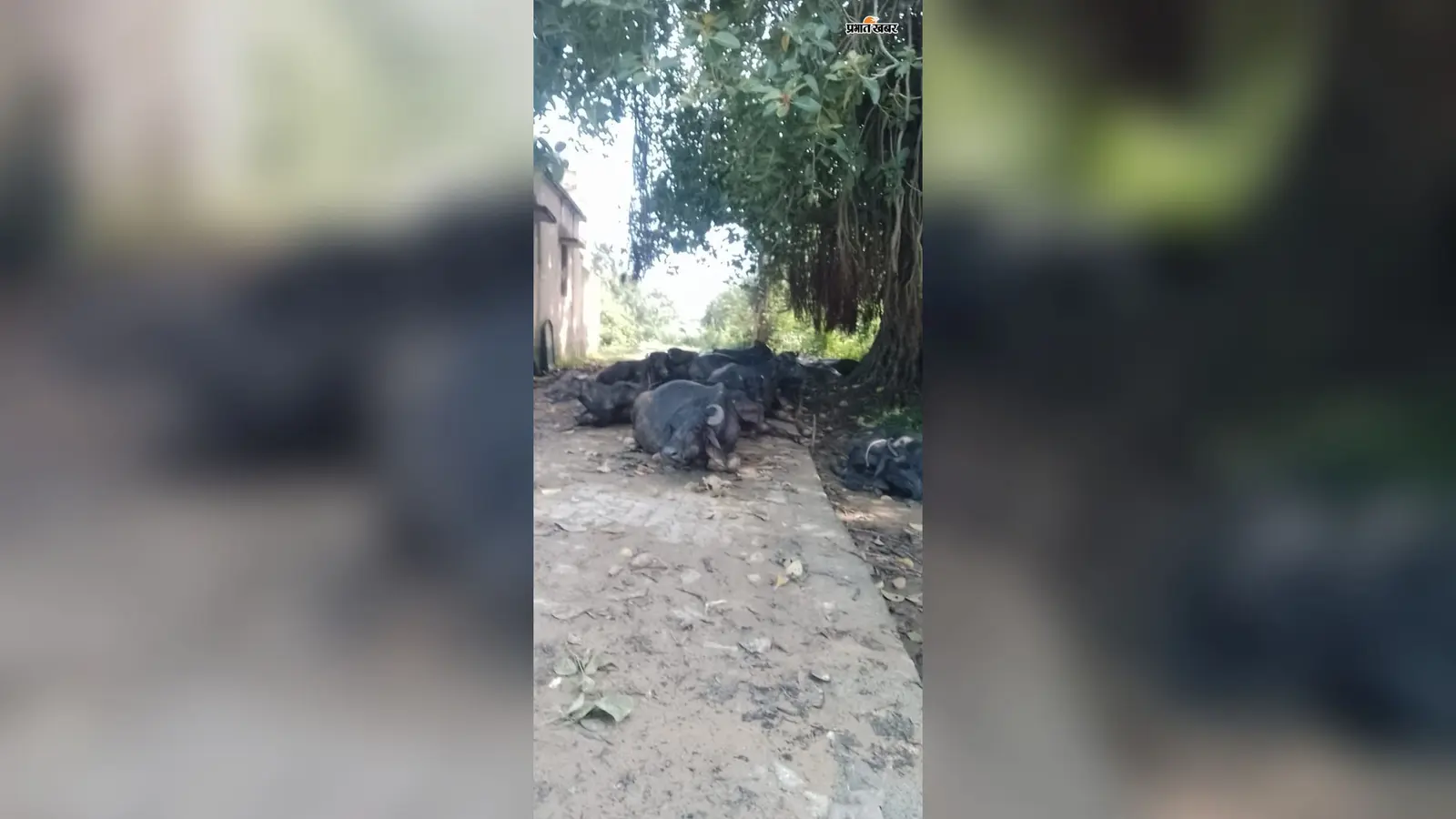आंगनबाड़ी के दरवाजे पर भैंसें और चारों तरफ गंदगी, दुबराजपुर में राहगीरों के साथ नौनिहाल भी परेशान