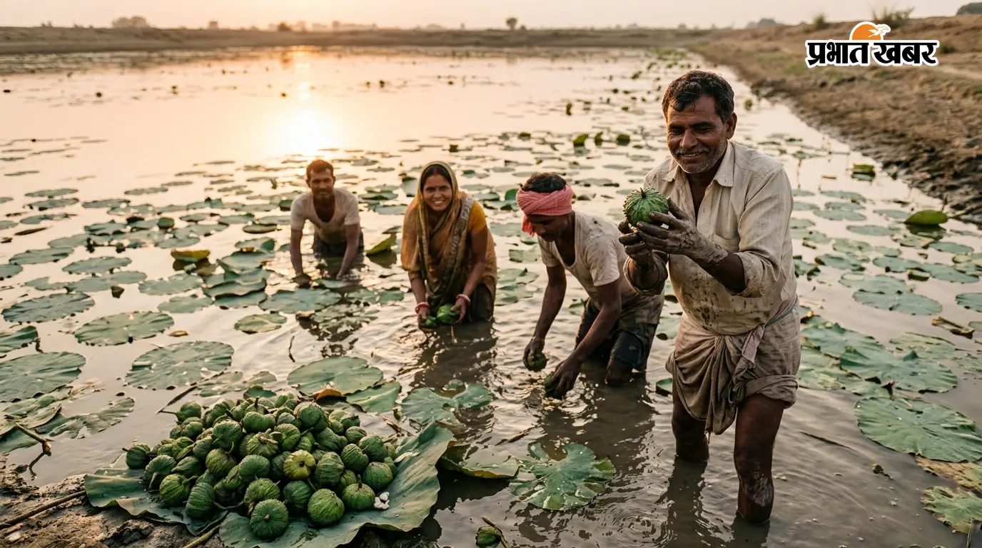 बिहार की बंजर जमीन पर लहलहाया मखाना, छपरा के किसानों ने 20 एकड़ में खेती कर रचा इतिहास