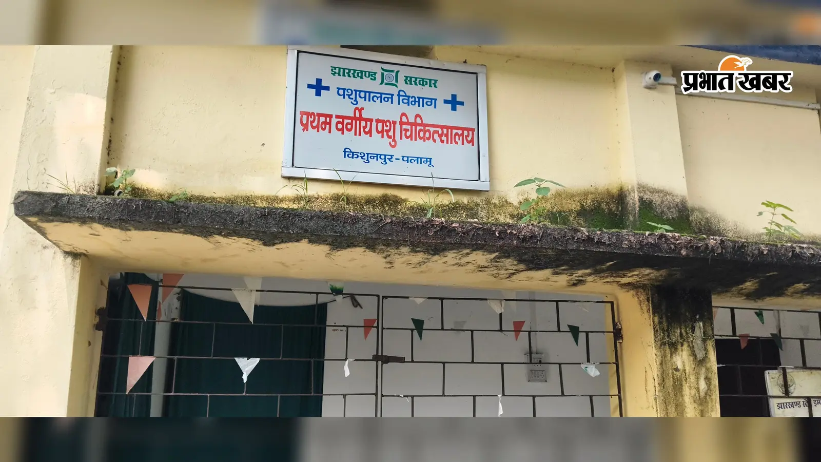 पाटन में 9 दिन से पशु अस्पताल में लटका है ताला: बीमार मवेशियों का इलाज झोलाछाप डॉक्टरों के भरोसे