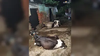 अरवल के कलेर में लंपी रोग का बढ़ा प्रकोप, दर्जनों गांव प्रभावित; दूध उत्पादन घटने से पशुपालकों की बढ़ी चिंता