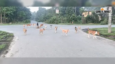 बोकारो स्टील सिटी के सेक्टरों में आवारा कुत्तों का बढ़ता आतंक, बच्चों और राहगीरों की बढ़ी चिंता