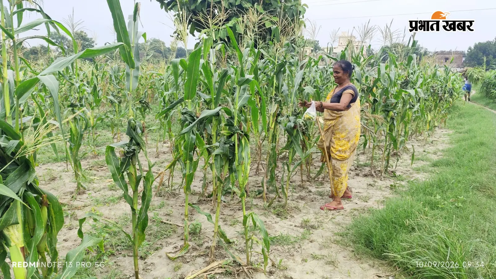 सारण में पालतू सुअरों का आतंक, माधोपुर में 50 बीघे की मक्का फसल बर्बाद, किसानों ने मांगा मुआवजा