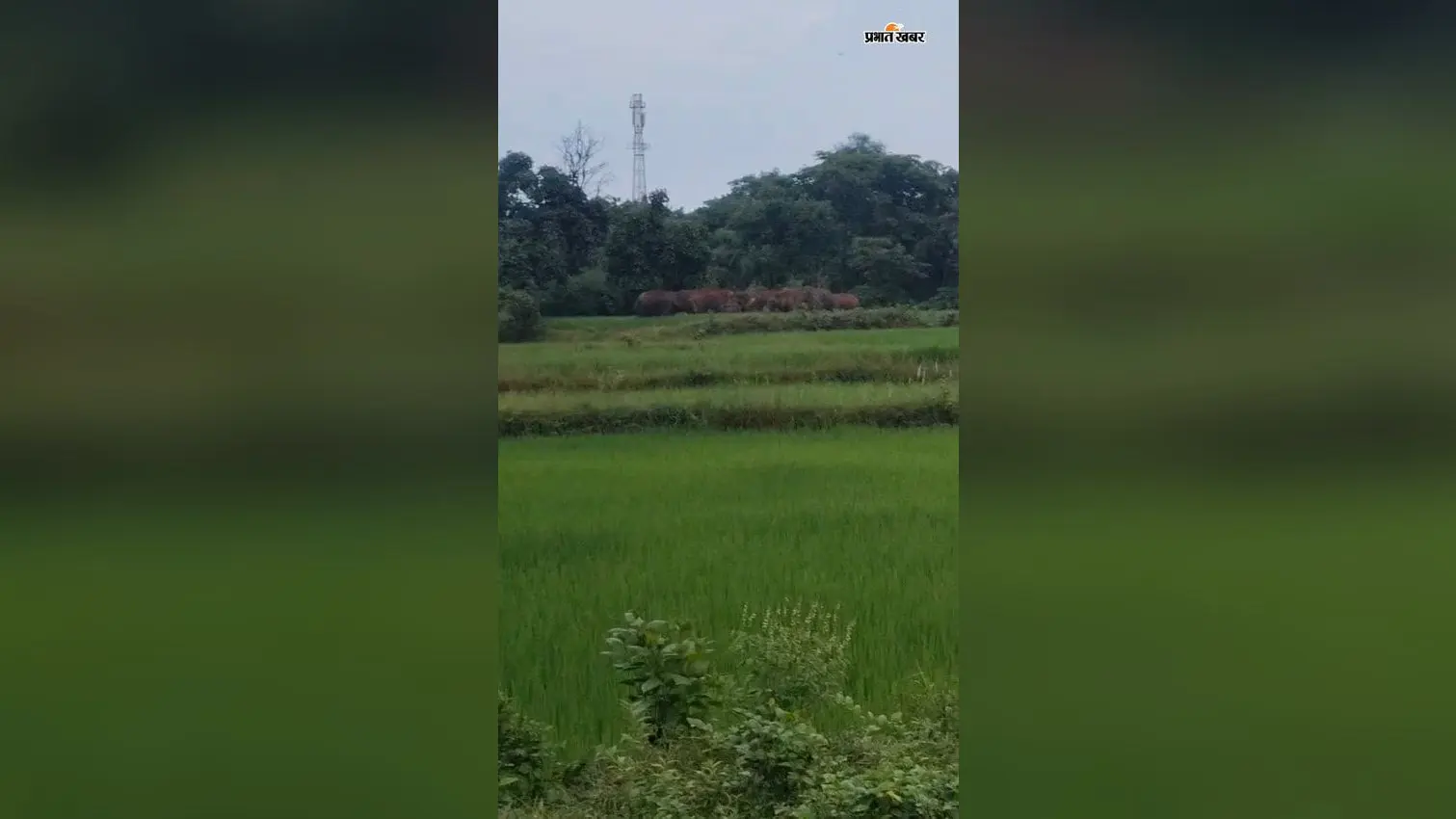 चांडिल पहुंचा 14 हाथियों का झुंड, फसल रौंदी, आधा दर्जन गांवों में दहशत