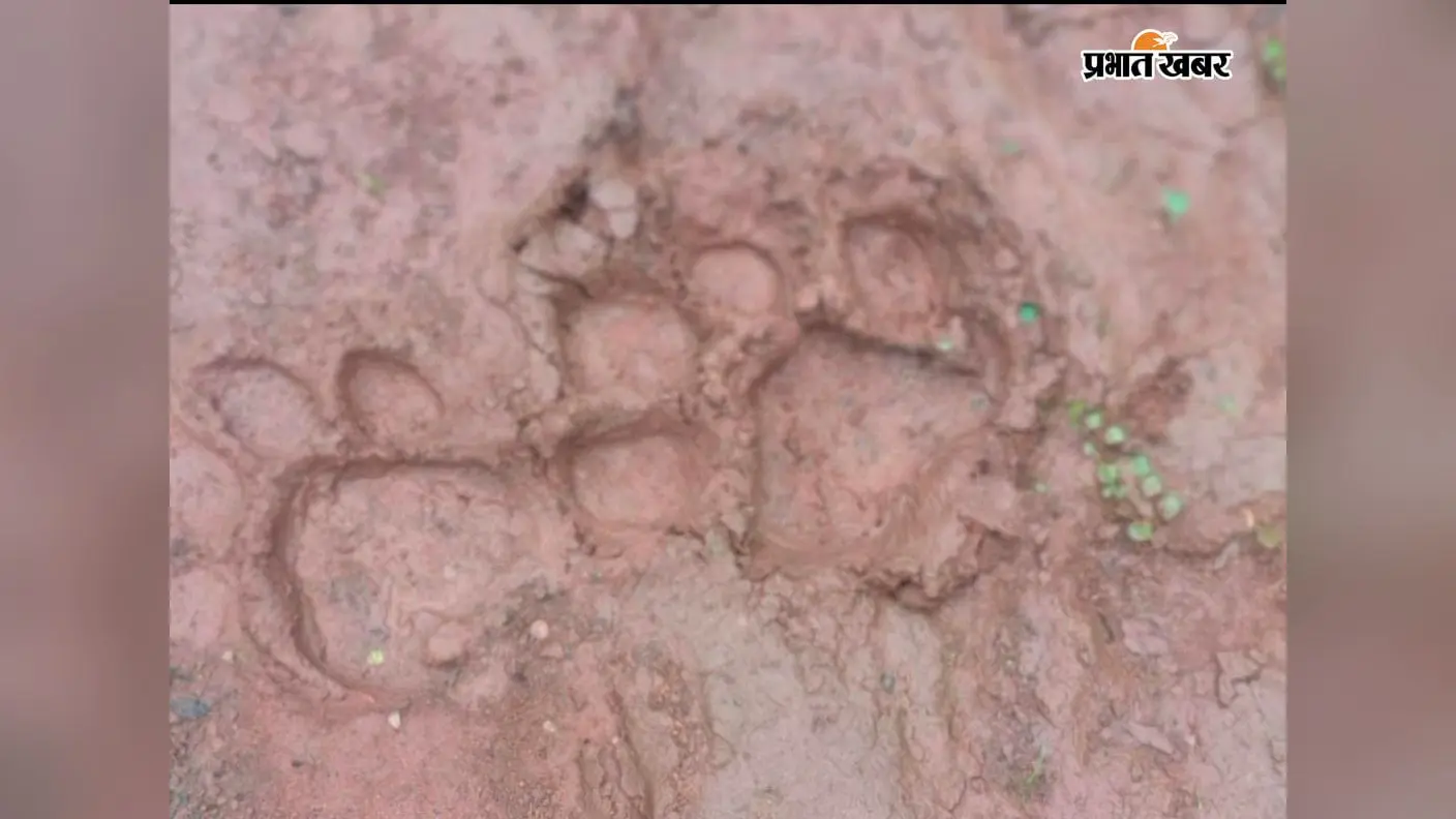 पलामू टाइगर रिजर्व से सटे गढ़वा के रमकंडा-भंडरिया जंगल में बाघ की मौजूदगी की पुष्टि, पगमार्क मिलने के बाद वन विभाग ने लगाए कैमरा ट्रैप