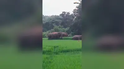 धान में बाली आते ही खेतों में पहुंचा 12 हाथियों का झुंड, किसानों की मेहनत पर मंडराया संकट