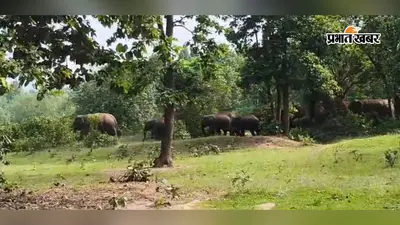 पीरटांड़ में हाथियों का आतंक, तीन-चार समूहों में बंटकर गांवों में पहुंच रहा 30 हाथियों का झुंड