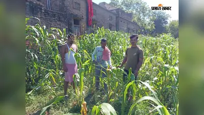 नीलगाय और जंगली सुअरों का आतंक, मक्के-सब्जियों की फसल बर्बाद; रात में खेतों की रखवाली करना भी मुश्किल