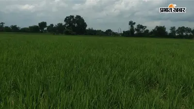 बारिश से लहलहा रही धान की फसल, औरंगाबाद में 11 दिनों में सामान्य से ढाई गुना ज्यादा वर्षा