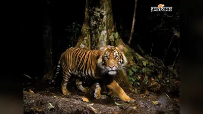 क्या फिर लौट सकते हैं बाघ अपने पुराने ठिकानों पर? 15 देशों में 17 लाख वर्ग किमी नए आवास की उम्मीद