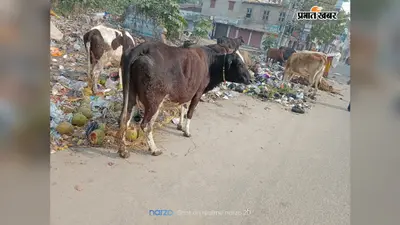 आरा में सड़क किनारे खुले में फेंका जा रहा बायोमेडिकल कचरा, बीमारी और प्रदूषण का बढ़ा खतरा