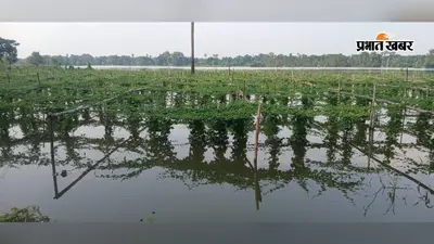 सारण: मही नदी का बांध टूटने से 25 गांवों की फसल डूबी, किसानों की बढ़ी चिंता