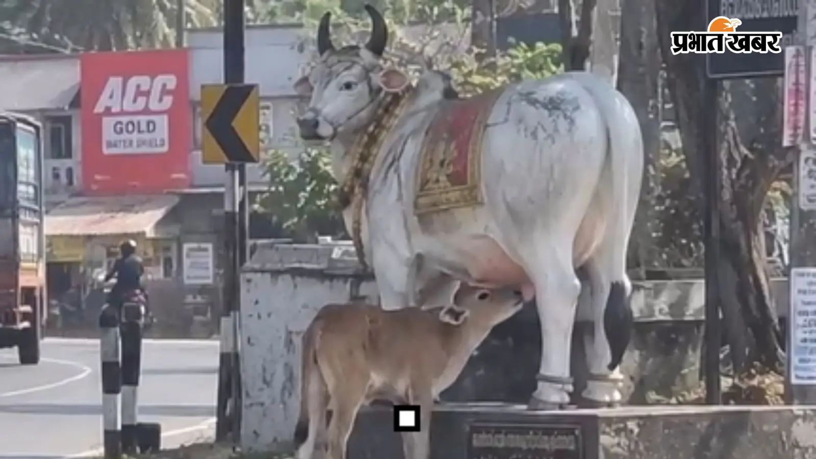 Video: मां के प्रेम में डूबा मासूम बछड़ा, मूर्ति को असली गाय समझकर पीने लगा दूध