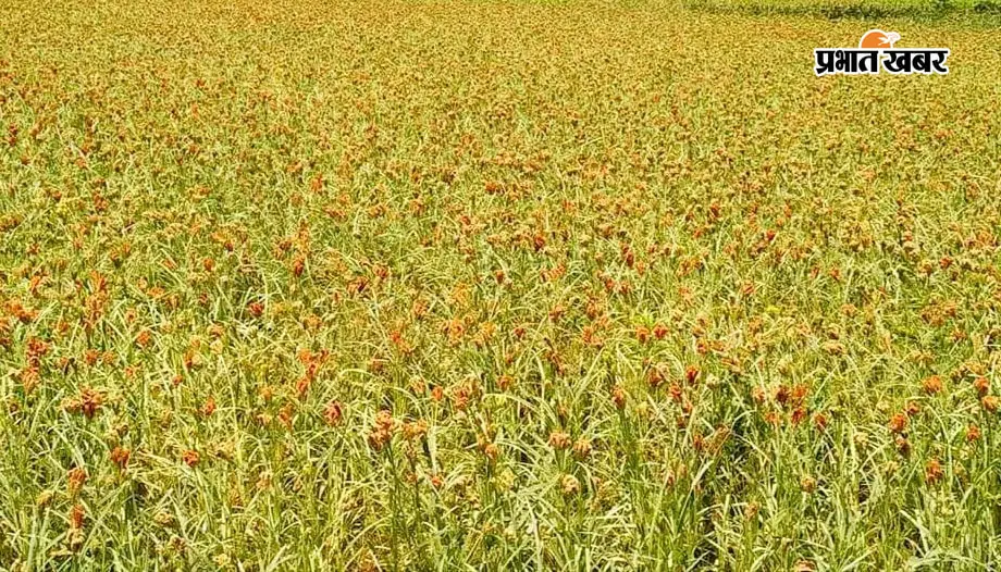 कोसी में मड़ुआ और खैरही की पारंपरिक फसलें गायब: हाइब्रिड बीजों के बीच देशी प्रजातियां संकट में, किसानों ने मांगा बीज बैंक