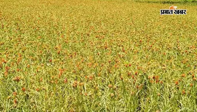 कोसी में मड़ुआ और खैरही की पारंपरिक फसलें गायब: हाइब्रिड बीजों के बीच देशी प्रजातियां संकट में, किसानों ने मांगा बीज बैंक